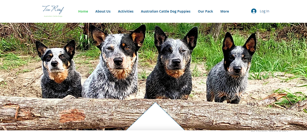 Tin Roof Australian Cattle Dogs National Domains, LLC